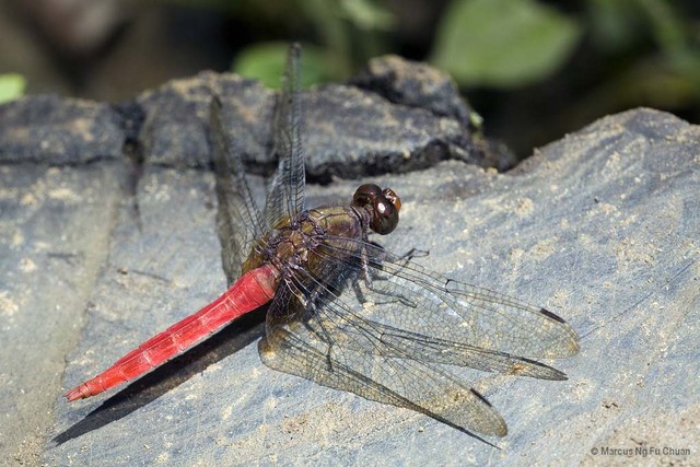 Orthetrum chrysis•&copy; Marcus Ng Fu Chuan•All Rights Reserved