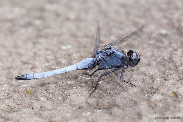 Orthetrum glaucum•&copy; Marcus Ng Fu Chuan•All Rights Reserved