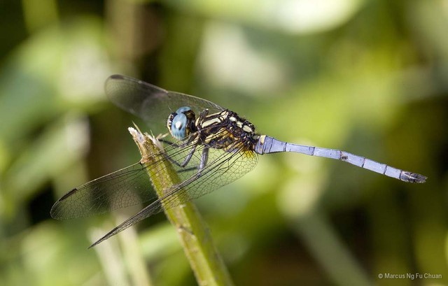 Orthetrum luzonicum•&copy; Marcus Ng Fu Chuan•All Rights Reserved