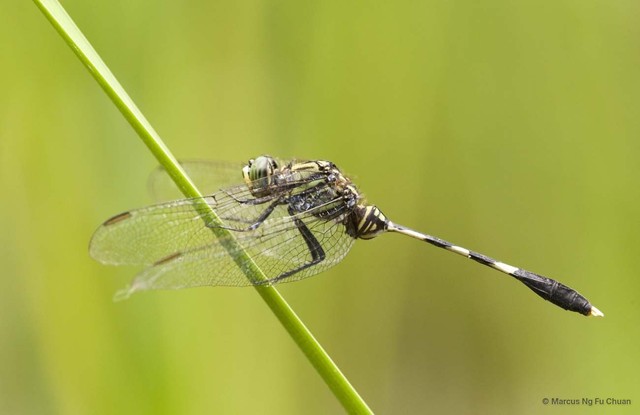 Orthetrum sabina•&copy; Marcus Ng Fu Chuan•All Rights Reserved
