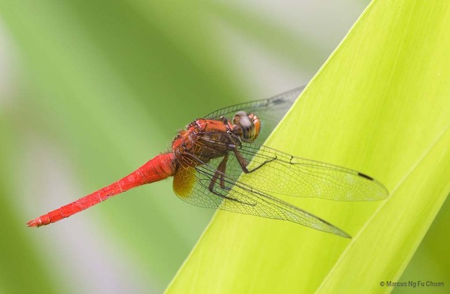 Orthetrum testaceum•&copy; Marcus Ng Fu Chuan•All Rights Reserved