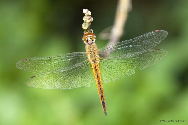 Pantala flavescens•&copy; Marcus Ng Fu Chuan•All Rights Reserved