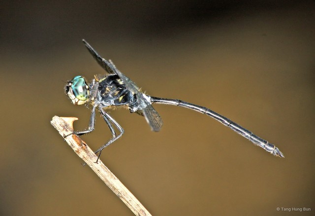 Pornothemis starrei•&copy; Tang Hung Bun•All Rights Reserved