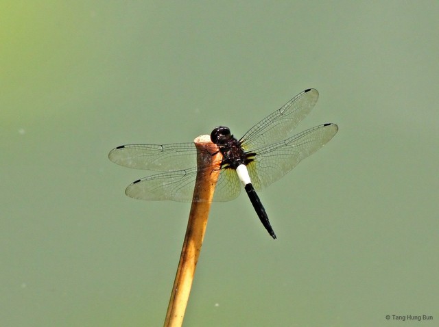 Pseudothemis jorina•&copy; Tang Hung Bun•All Rights Reserved