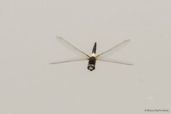 Pseudothemis jorina•&copy; Marcus Ng Fu Chuan•All Rights Reserved