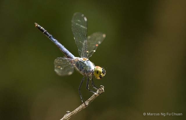 Raphismia bispina•&copy; Marcus Ng Fu Chuan•All Rights Reserved