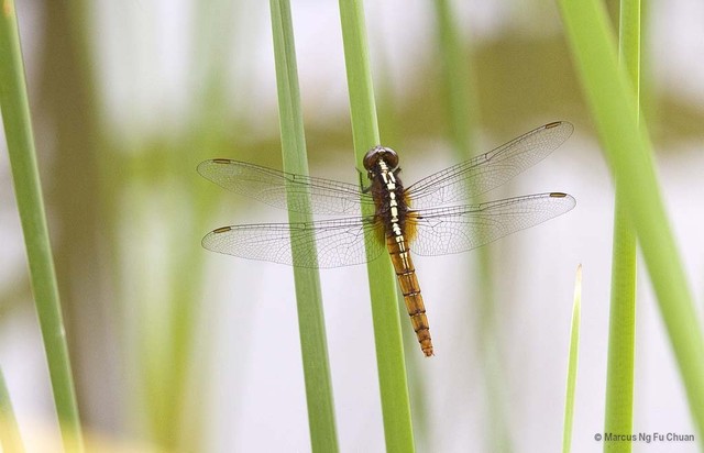 Rhodothemis rufa•&copy; Marcus Ng Fu Chuan•All Rights Reserved