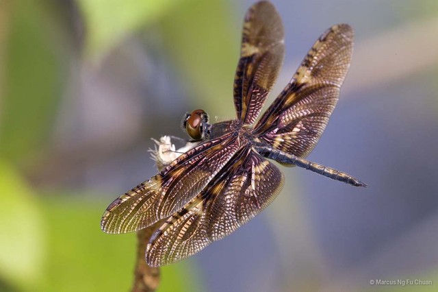 Rhyothemis obsolescens•&copy; Marcus Ng Fu Chuan•All Rights Reserved