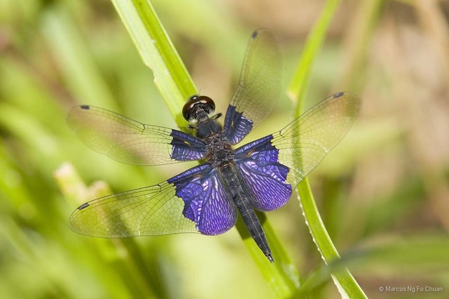 Rhyothemis triangularis•&copy; Marcus Ng Fu Chuan•All Rights Reserved