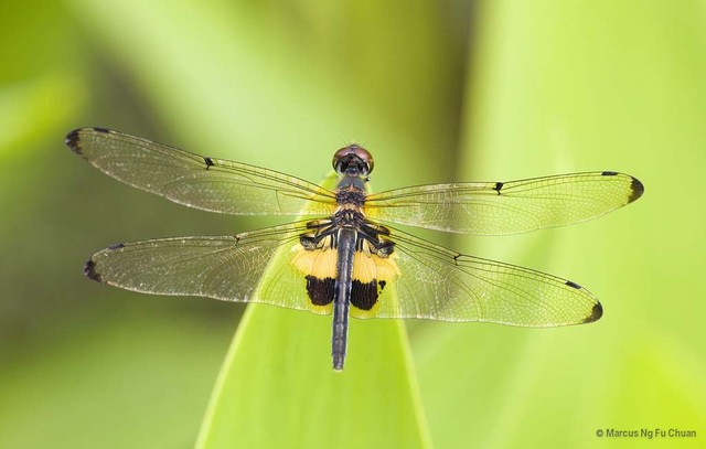 Rhyothemis variegata•&copy; Marcus Ng Fu Chuan•All Rights Reserved
