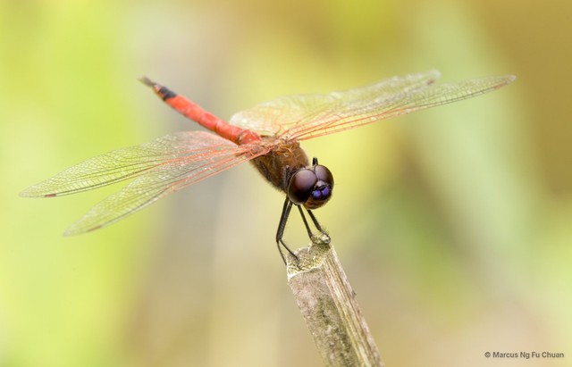 Tramea transmarina euryale•&copy; Marcus Ng Fu Chuan•All Rights Reserved