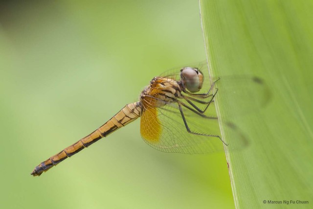 Trithemis aurora•&copy; Marcus Ng Fu Chuan•All Rights Reserved