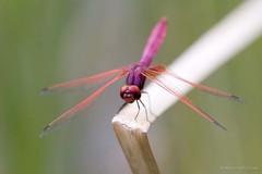 Trithemis aurora•&copy; Marcus Ng Fu Chuan•All Rights Reserved