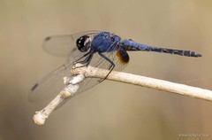 Trithemis festiva•&copy; Marcus Ng Fu Chuan•All Rights Reserved
