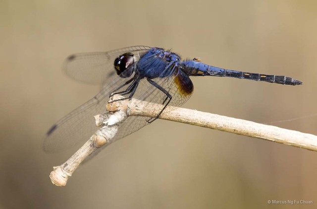 Trithemis festiva•&copy; Marcus Ng Fu Chuan•All Rights Reserved