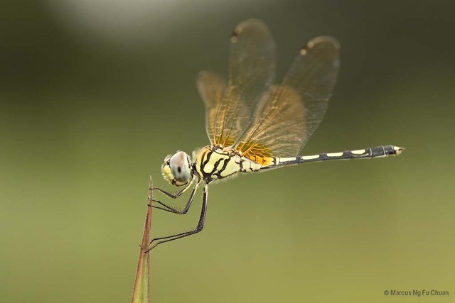 Trithemis pallidinervis•&copy; Marcus Ng Fu Chuan•All Rights Reserved