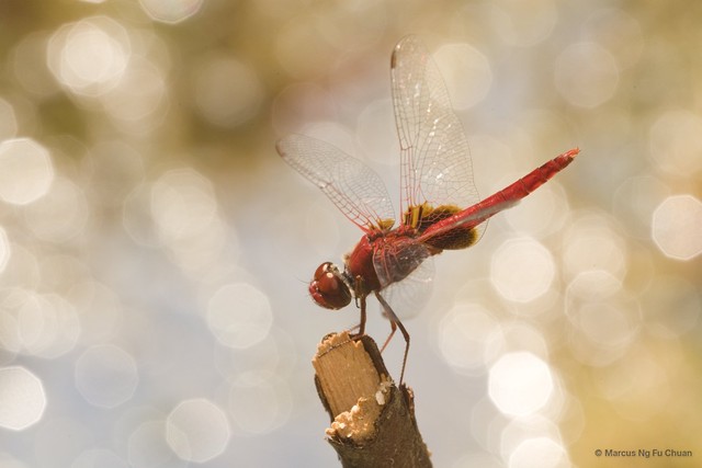 Urothemis signata insignata•&copy; Marcus Ng Fu Chuan•All Rights Reserved