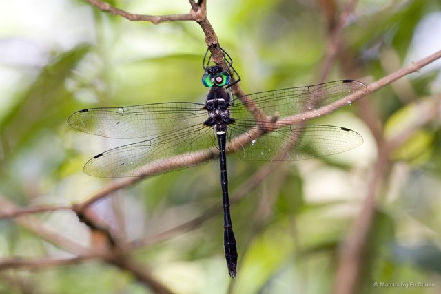 Macromia cincta•&copy; Marcus Ng Fu Chuan•All Rights Reserved