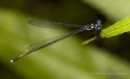 Coeliccia albicauda•&copy; Marcus Ng Fu Chuan•All Rights Reserved