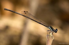 Prodasineura collaris•&copy; Marcus Ng Fu Chuan•All Rights Reserved