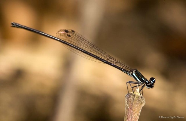 Prodasineura collaris•&copy; Marcus Ng Fu Chuan•All Rights Reserved