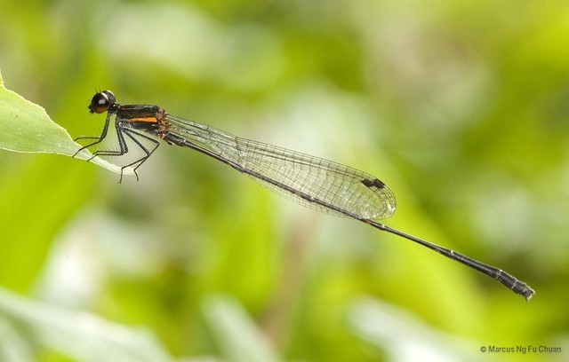 Prodasineura humeralis•&copy; Marcus Ng Fu Chuan•All Rights Reserved
