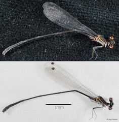 Prodasineura humeralis•&copy; Ang Yuchen•All Rights Reserved