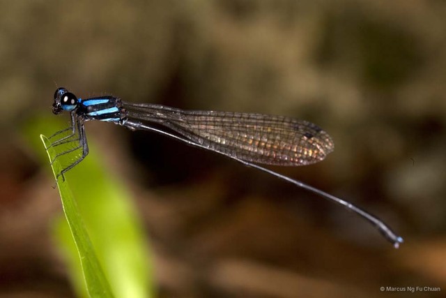 Prodasineura interrupta•&copy; Marcus Ng Fu Chuan•All Rights Reserved