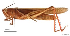 Stenocatantops splendens (Thunberg, 1815)