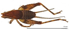 Apterornebius sp. "cf. chong"