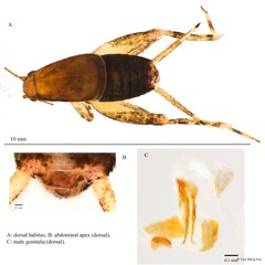 Micrornebius mandai Tan, 2014