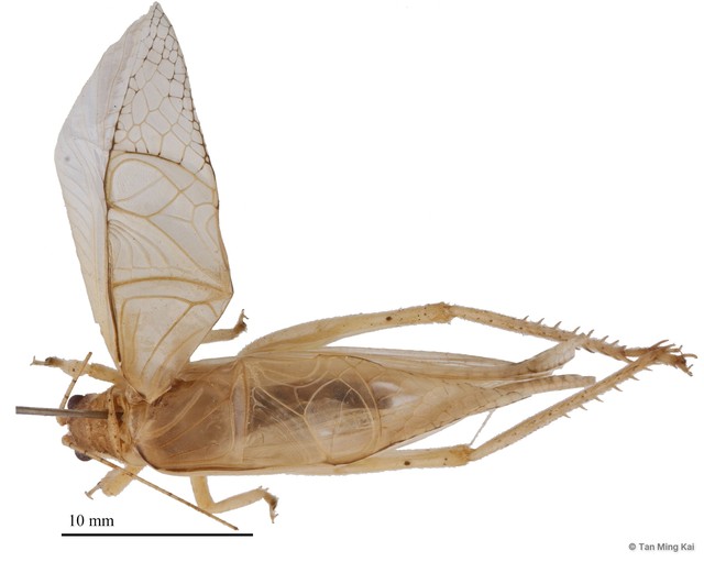 Sonotrella (Calyptotrella) bipunctata•&copy; Tan Ming Kai•All Rights Reserved