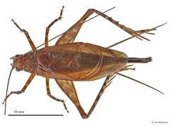 Protrellius neesoon