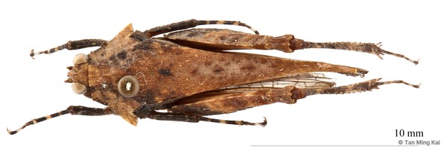 Criotettix sp. "cf. robustus"•&copy; Tan Ming Kai•All Rights Reserved