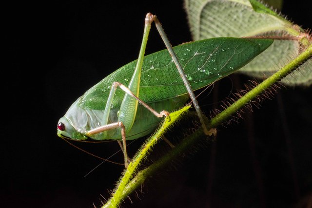 Holochlorini sp. "Phaulula/Psyrana"•&copy; Kenneth Chin•All Rights Reserved