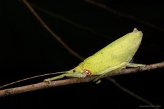Chondroderella borneensis•&copy; Kenneth Chin•All Rights Reserved