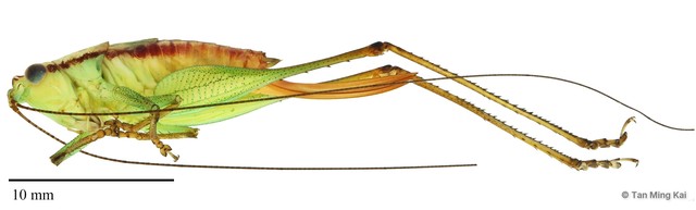 Conocephalus (Anisoptera) cognatus•&copy; Tan Ming Kai•All Rights Reserved