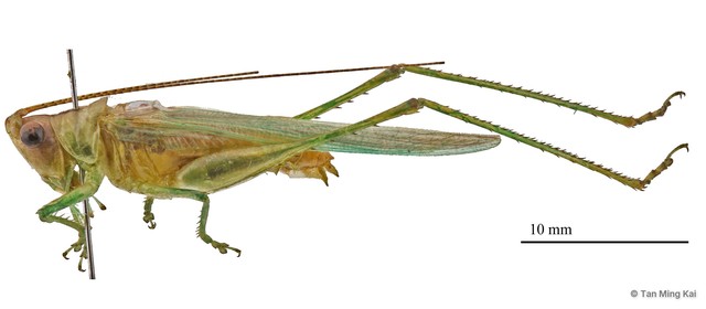 Conocephalus (Anisoptera) longipennis•&copy; Tan Ming Kai•All Rights Reserved