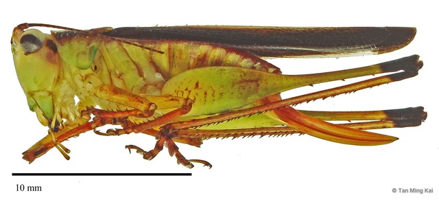 Conocephalus (Anisoptera) melaenus•&copy; Tan Ming Kai•All Rights Reserved