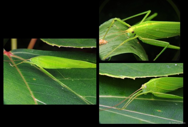 Elimaea (Elimaea) subcarinata•&copy; Tiffany Lum•All Rights Reserved