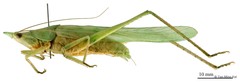Euconocephalus varius (Walker, 1869)