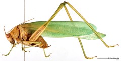 Holochlora sp. "1"•&copy; Tan Ming Kai•All Rights Reserved
