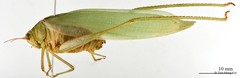 Holochlora sp. "cf. signata signata"•&copy; Tan Ming Kai•All Rights Reserved