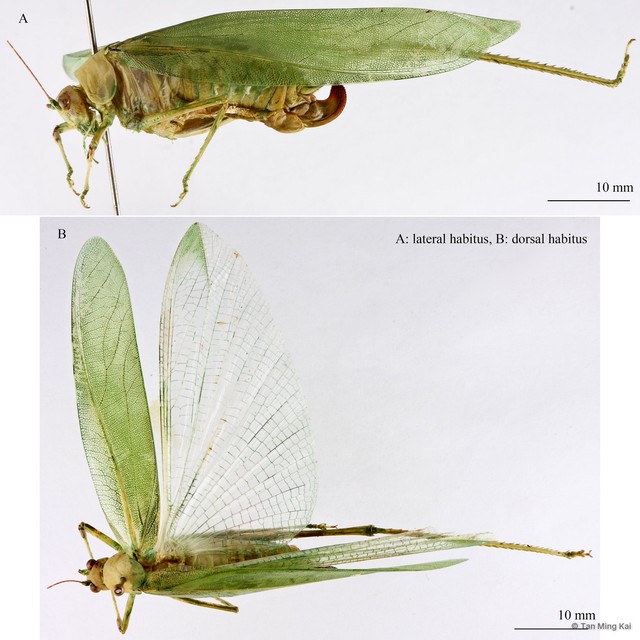 Holochlora sp. "cf. signata signata"•&copy; Tan Ming Kai•All Rights Reserved