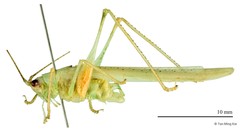 Kuzicus sp. "1"