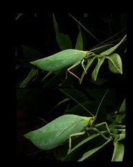 Onomarchus sp. "cf. uninotatus"•&copy; Kenneth Chin•All Rights Reserved