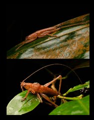 Peracca (Peracca) macritchiensis•&copy; Kenneth Chin•All Rights Reserved