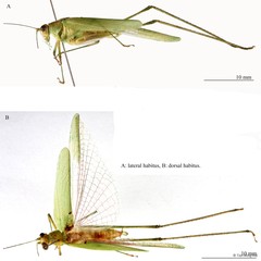 Phaneroptera brevis•&copy; Tan Ming Kai•All Rights Reserved