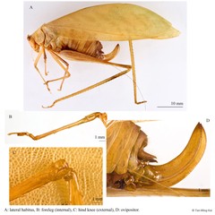 Phygela sp. "cf. haanii"