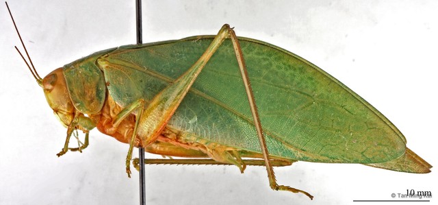 Sympaestria sp. "cf. acutelobata"•&copy; Tan Ming Kai•All Rights Reserved